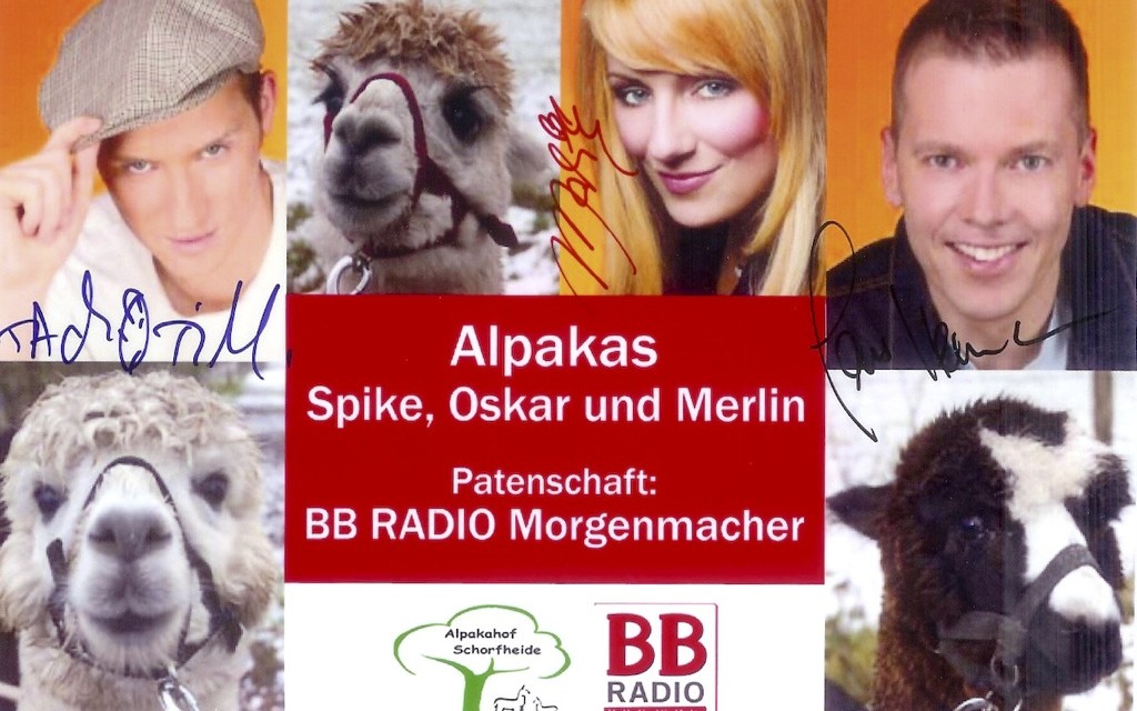 Die BB RADIO Morgenmacher als Alpaka-Paten