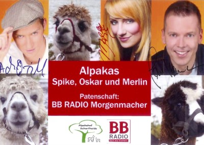 Die BB RADIO Morgenmacher als Alpaka-Paten
