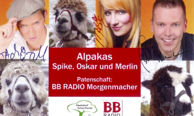 Die BB RADIO Morgenmacher als Alpaka-Paten