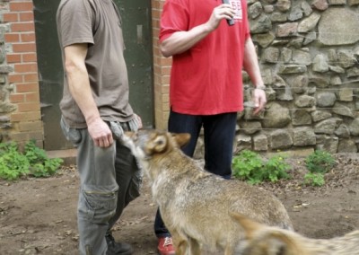 "Herrmännchen oder Herrmannkules?" im Zoo