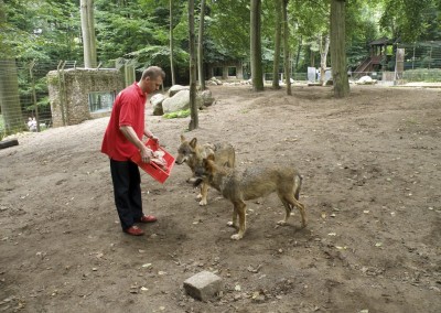 "Herrmännchen oder Herrmannkules?" im Zoo