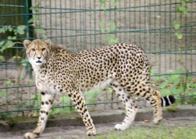 "Herrmännchen oder Herrmannkules?" im Zoo