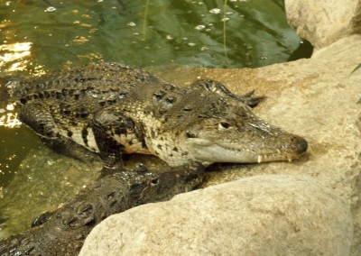 "Herrmännchen oder Herrmannkules?" im Zoo