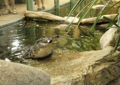 "Herrmännchen oder Herrmannkules?" im Zoo